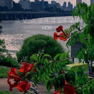 7월의 제철 꽃과 명소, 피는 꽃, 만개하는 꽃 : 해바라기 라벤더 무궁화 연꽃 능소화 배롱나무