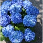 노지월동 유럽수국 벨라블루 Hydrangea macrophylla ‘BELA’ blue