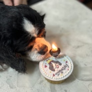 강아지 생일 파티엔 강아지 수제케이크와 함께 꼬맹이 생일케이크