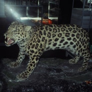 동물 보호 단체 반대에 부딪힌 동물원 호랑이 박제