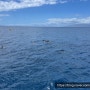 Aloha🌺 2024.05.07 - 5 살 아이와 마우이 여행 / 마우이 애스톤 앳 더 웨일러 호텔 / Dolphin Watching🐬