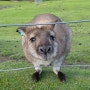 뉴질랜드 크라이스트처치 가볼만한 곳 윌로뱅크야생동물보호구역 재밌었음