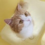 집사의 필수품 :: 꼬뜨 샌드 카사바 부드러운 고양이모래 그린 3.2kg