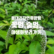 용대리자연휴양림 숲/꽃멍, 숲멍.숲산책,야생화보러 가기