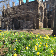 뉴헤이븐 여행 : 2024년 3월 살짝 이른 봄 느낌의 뉴헤이븐 예일대캠퍼스 풍경