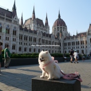 [강아지와 해외여행] 헝가리 여행 3. - 돌아온 부다페스트