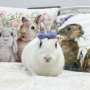 토끼입양홍보) 6월 꾸시꾸시 : 네이버카페-풀토동 : 약92마리 귀여운 토끼의 가족을 찾습니다!