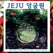 제주 동쪽 능소화 스팟 가이드 JEJU 여름꽃의 덩굴원서 찾은 매력