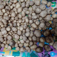 감자를 많이 수확했습니다
