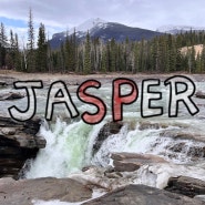 [캐나다여행] Day5 :: 애써베스카 폴스 Athabasca Falls 그리고 곰 발견 🐻, 재스퍼 다운타운에서 기념품 마그넷 사기
