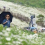 평창 가볼 만한 곳 평창 육백마지기와 꽃바람여인