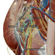 해부학공부 천골신경총(Sacral Plexus)자세히 알아보기