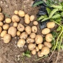 감자 수확 알감자로 휴게소 감자 만들기
