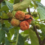 꾸지뽕 효능 열매 나무 부작용 구찌뽕 먹는 법