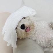 강아지 열날 때 감기 증상, 정상체온 열내리기 대처방법