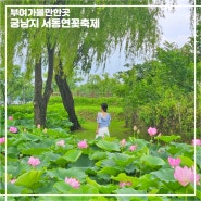 부여 궁남지 연꽃 실시간 개화상황 주차장 부여 서동연꽃축제 기본정보