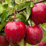 사과나무가지치기 사과씨앗발아 사과적과에 대해 알아보기