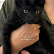 우리집 고양이 박호재🐈를 소개합니다