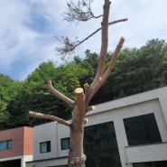 경북 청도 각북 헐티로 전원주택 별장 소나무 고사목제거 및 나무전지 스카이 크레인 작업