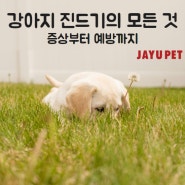 강아지 진드기 A to Z, 증상부터 예방까지