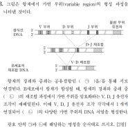 <2024.임용.동물생리학> 항체의 가변 부위 형성 과정