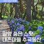 경남 밀양 수국 명소로 등극할 내촌마을 수국동산 feat. 수국 개화 상태