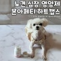 노견 심장 영양제 본아페티 하트캡스 강아지 켁켁거림 기침 관리