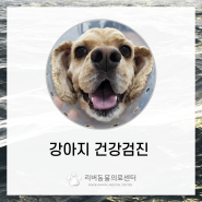 울산남구동물병원 강아지건강검진 울산강아지초음파 리버동물의료센터 강아지혈액검사 울산동물병원추천 울산강아지피부