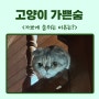 고양이 가쁜숨 가파르게 숨쉴때