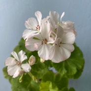 제라늄 꽃 여름 베란다가드닝 삽목 화분 식집사 반려식물