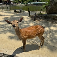 일상기록: 오사카 2박3일 워크샵 ( 나라 사슴공원 / 동대사(도다이지) / 일본식 솥밥(가마메시)로 마무리