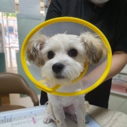 [강동구 동물병원] 강아지 중성화수술 최소절개 Dr.주 동물병원