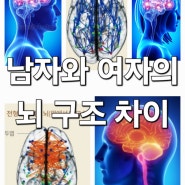 남자의 뇌와 여자의 뇌 구조와 차이