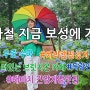 장마철 지금 보성에 가면?/수국꽃 감상 #윤제림/차박캠핑 성지 #율포솔밭/바다 위에 떠있는 #브릿지온카페/간장게장 맛집 #해비치