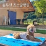서울 근교 애견 동반 동두천 죠스글램핑 넓은 야외수영장까지!