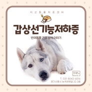 시흥 동물병원 이산동물의료센터에서 알아보는 강아지 갑상선기능저하증 치료