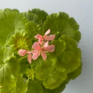 분홍색 꽃 여름 제라늄삽목 식물 키우기 식집사 반려식물 가드닝