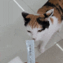 청주안경점 새로운 경험 아이패밀리안경콘택트 비하점 고양이가~