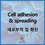 [기초다지기] Cell adhesion & spreading (세포부착 및 확산)