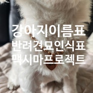 반려동물 써지컬체인 목걸이 인식표 맥시마프로젝트 후기