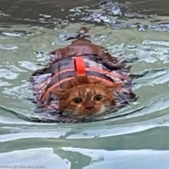 수영으로 다이어트 성공한 비만 고양이
