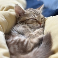 고양이 평균 자는 시간과 그리고 잠자는 이유