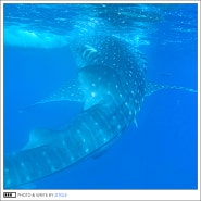 필리핀 세부 여행 오슬롭 투어 고래상어 투말록폭포 예약 추천