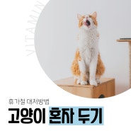 고양이 집에 혼자 둬야하는 휴가철 대처방법과 방문탁묘