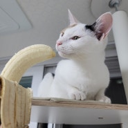 고양이 강아지 바나나 먹어도 되는 과일일까? 껍질은?