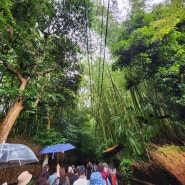 일본 교토 여행 치쿠린 대나무숲 노노미야 신사, 유두부 정식