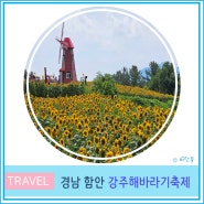부산 근교 함안 강주마을 해바라기 축제 7월 경남 꽃 축제 실시간 개화상태 주차