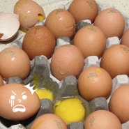 쿠팡 로켓프레시 계란 깨짐 해결, 빠르게 처리하는 방법