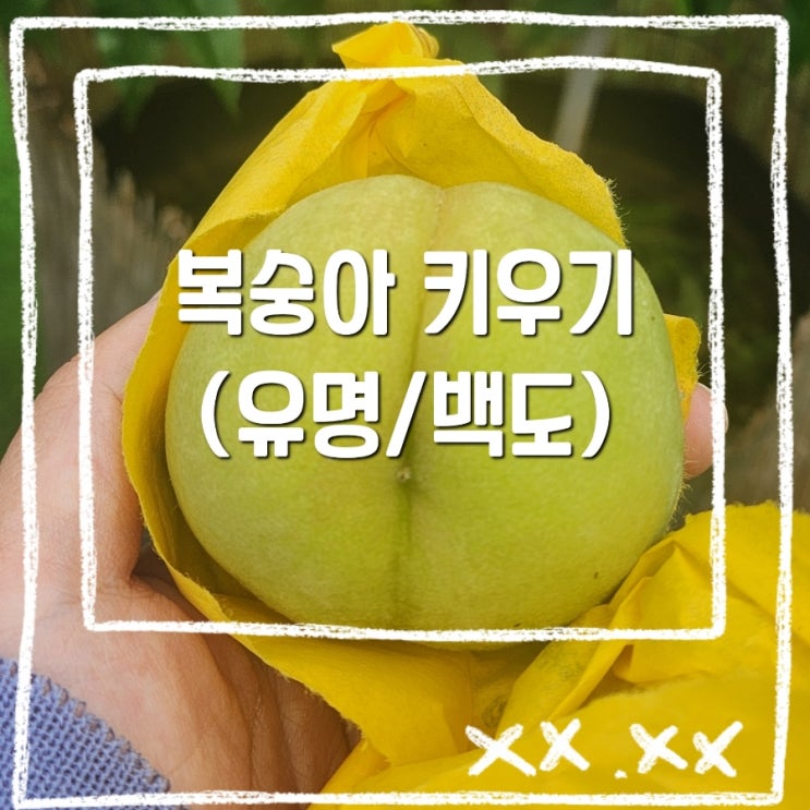 유명 백도 복숭아 나무 옥상에서 화분에 복숭아키우기 : 네이버 블로그