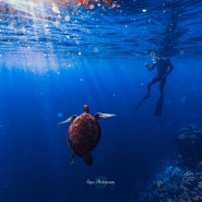 [필리핀 세부] 프리다이빙 투어 1일차 - 오슬롭, 수밀론섬, 모알보알